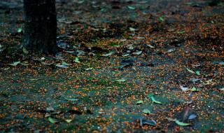 生命如花岁月如歌 生命如花岁月如歌