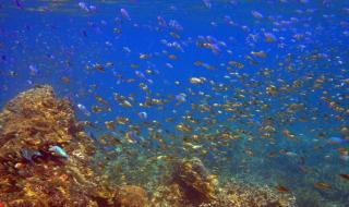 只要为你活一天珊瑚 只要为你活一天珊瑚